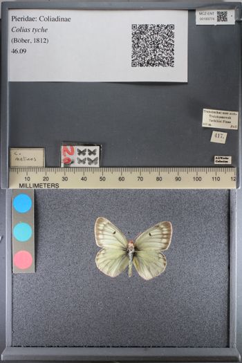 Media type: image;   Entomology 193774